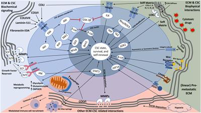 The Role of the Extracellular Matrix in Cancer Stemness